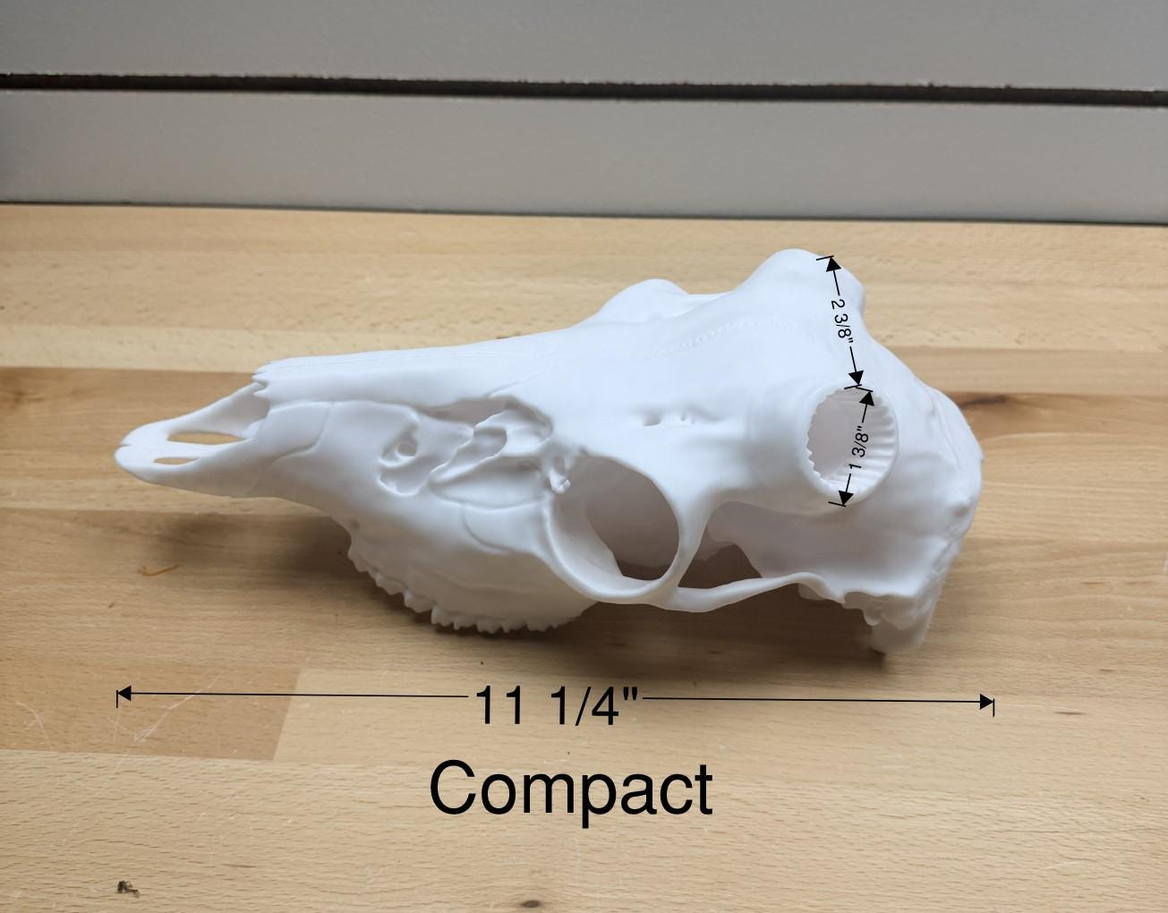 3D Printed Whitetail Deer Euro Mount | Multiple Sizes | Mount Shed Antlers