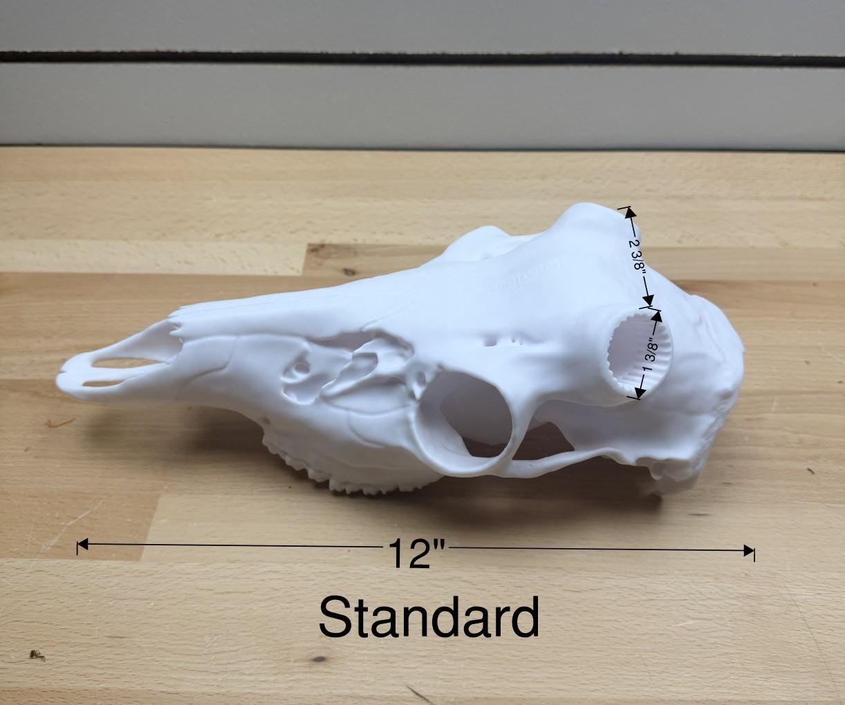 Deer Antler Skull Mount | Multiple Sizes | Mount Shed Antlers