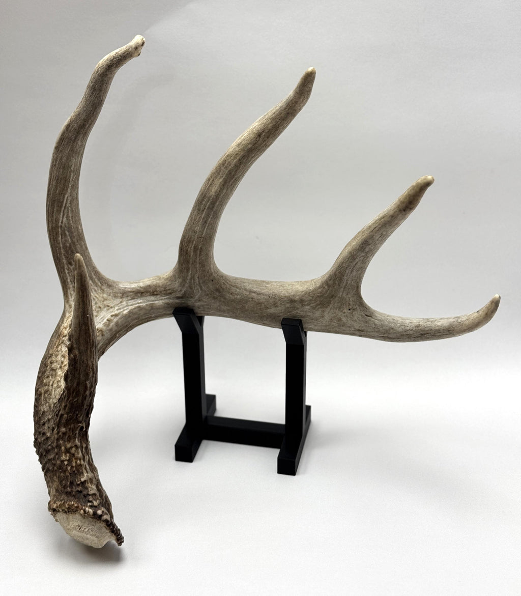 Deer Shed Antler Display Stand - Show Off Your Trophy Finds