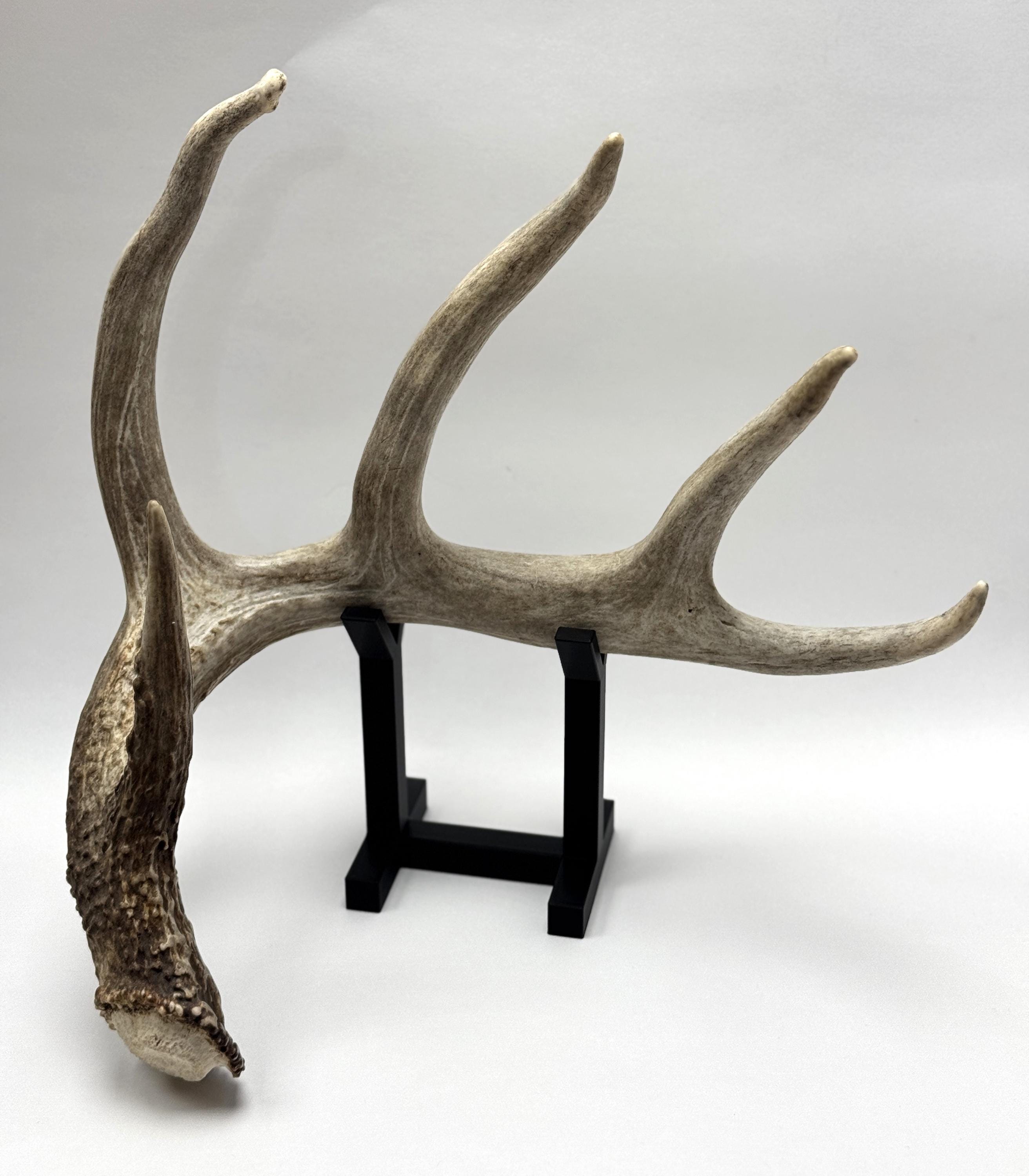 Deer Shed Antler Display Stand - Show Off Your Trophy Finds