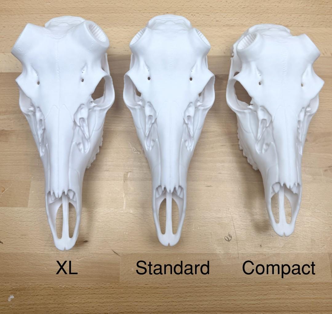 Deer Antler Skull Mount | Multiple Sizes | Mount Shed Antlers