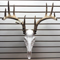 Deer Antler Skull Mount | Multiple Sizes | Mount Shed Antlers