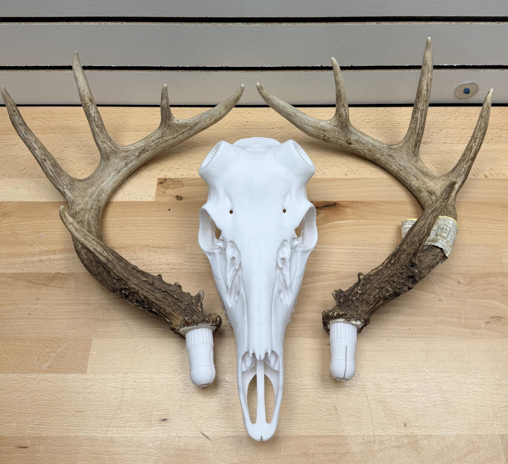 3D Printed Whitetail Deer Euro Mount | Multiple Sizes | Mount Shed Antlers