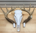 3D Printed Whitetail Deer Euro Mount | Multiple Sizes | Mount Shed Antlers