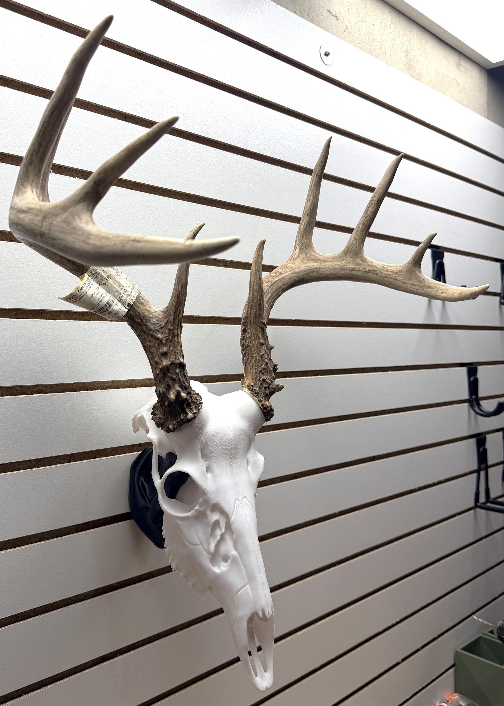 3D Printed Whitetail Deer Euro Mount | Multiple Sizes | Mount Shed Antlers