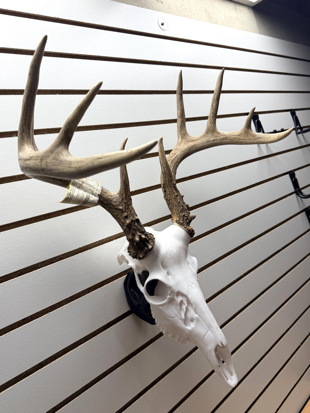 Deer Antler Skull Mount | Multiple Sizes | Mount Shed Antlers