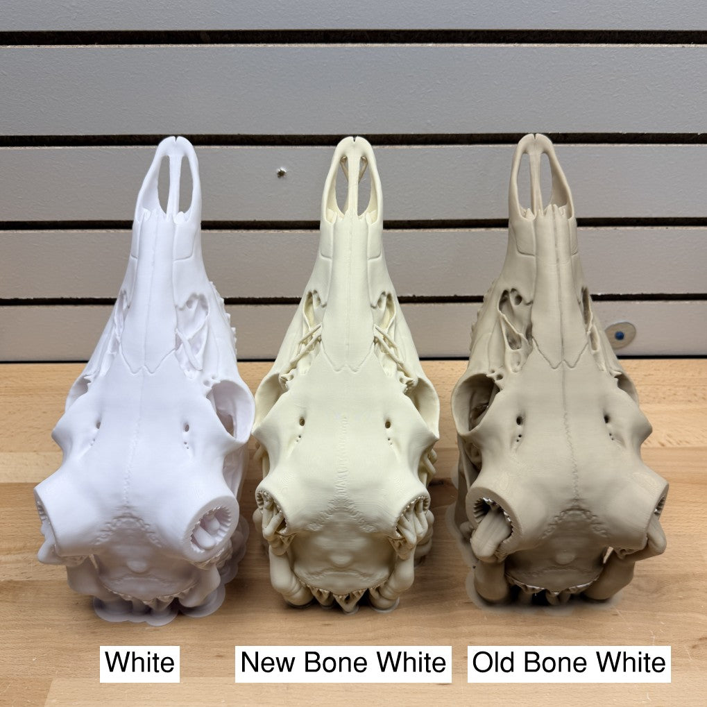"Sacred" Graphic Antler Skull Mount