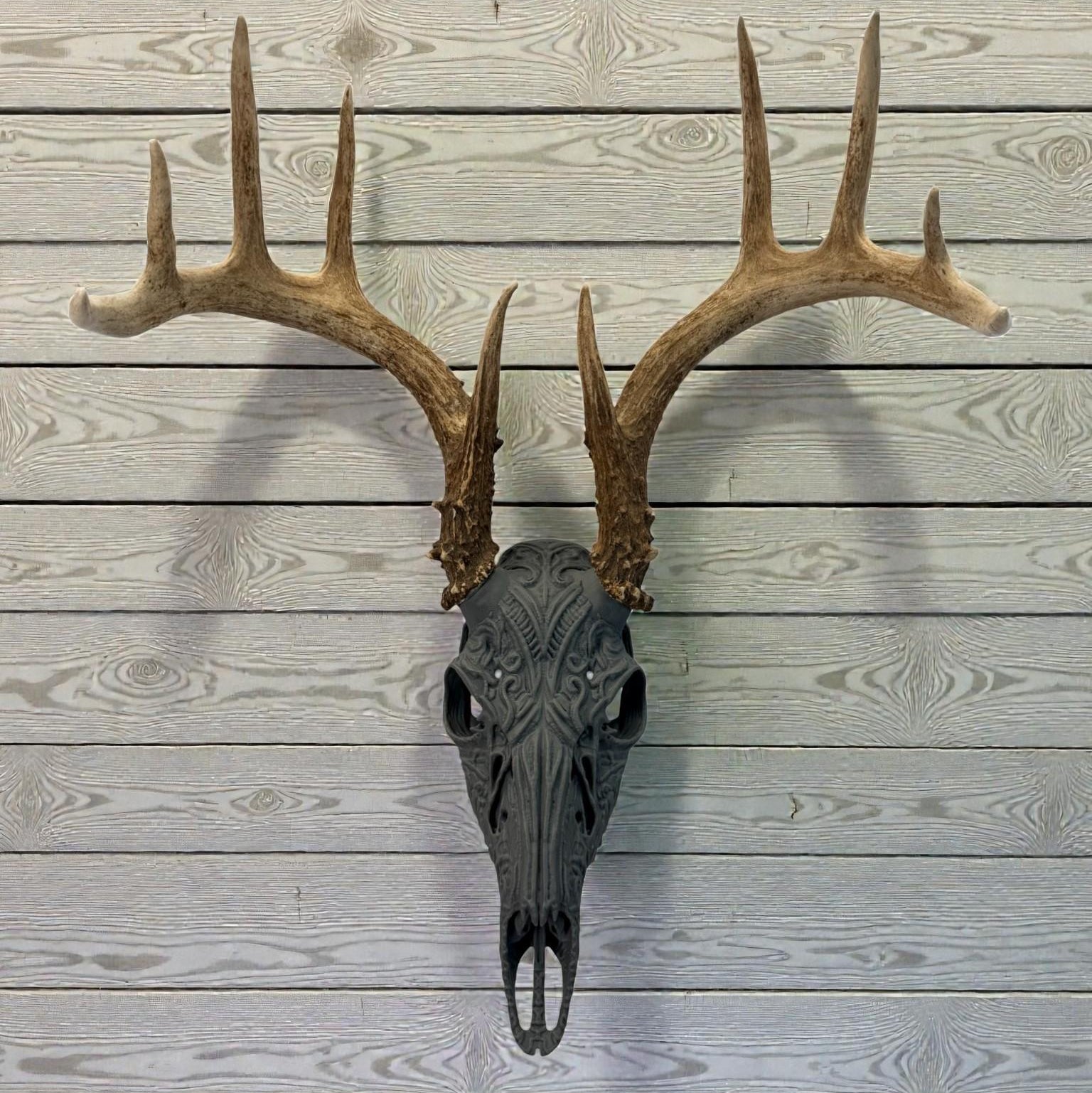 "Sacred" Graphic Antler Skull Mount