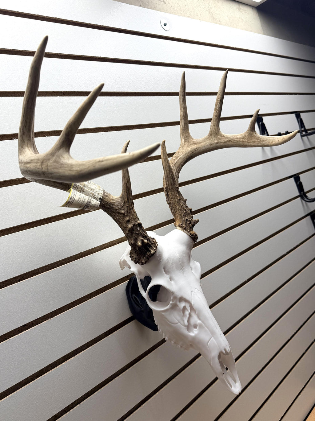 3D Printed Whitetail Deer Euro Mount | Multiple Sizes | Mount Shed Antlers