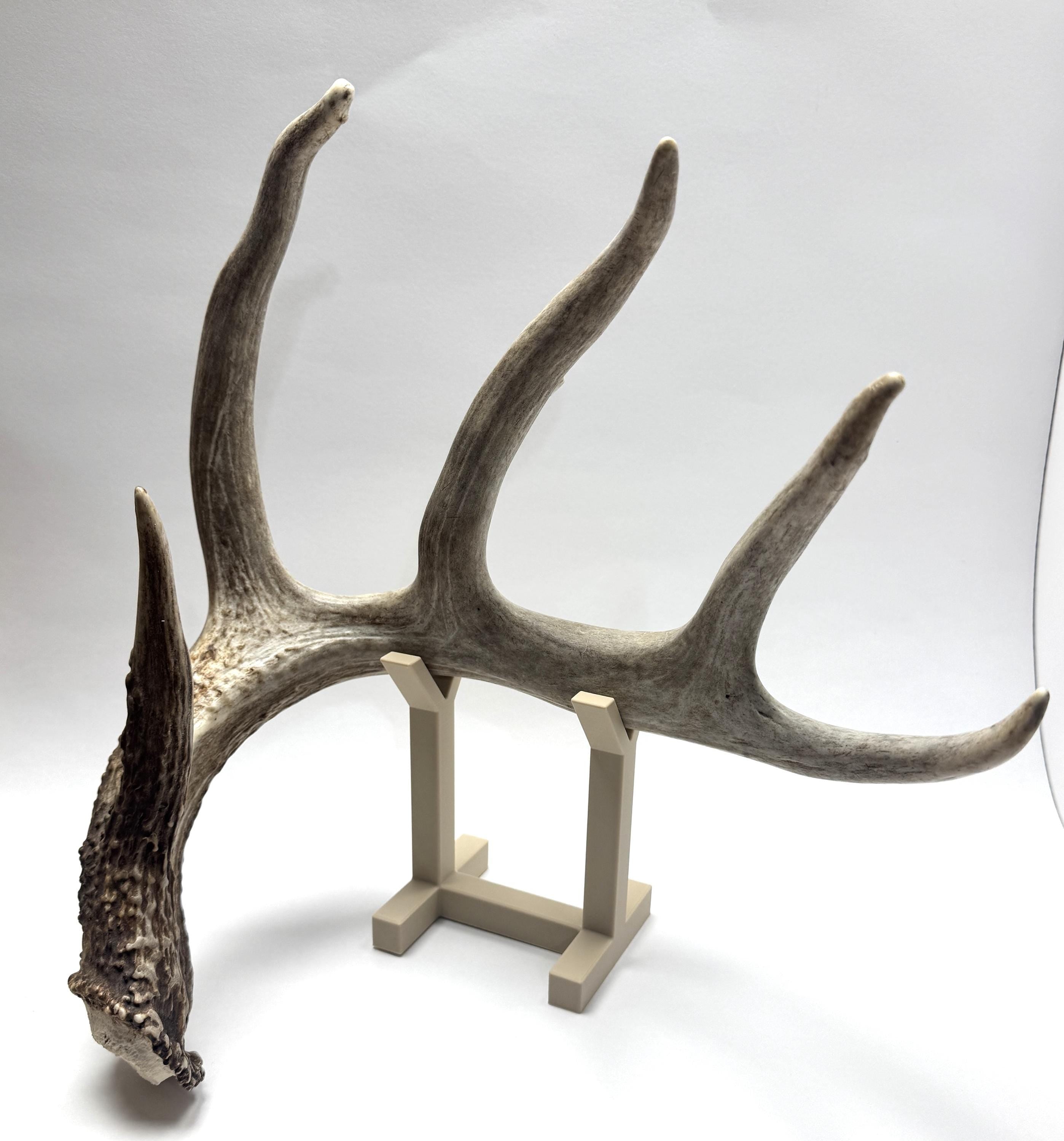 Deer Shed Antler Display Stand - Show Off Your Trophy Finds