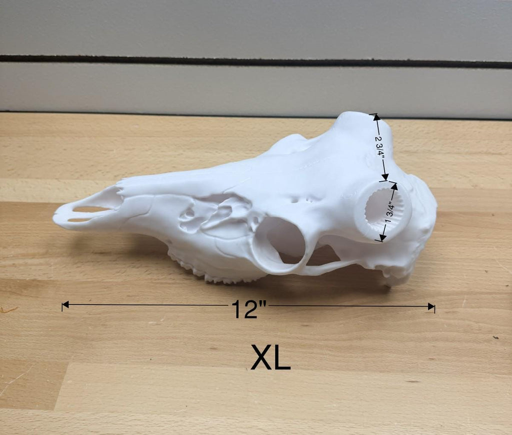 Deer Antler Skull Mount | Multiple Sizes | Mount Shed Antlers