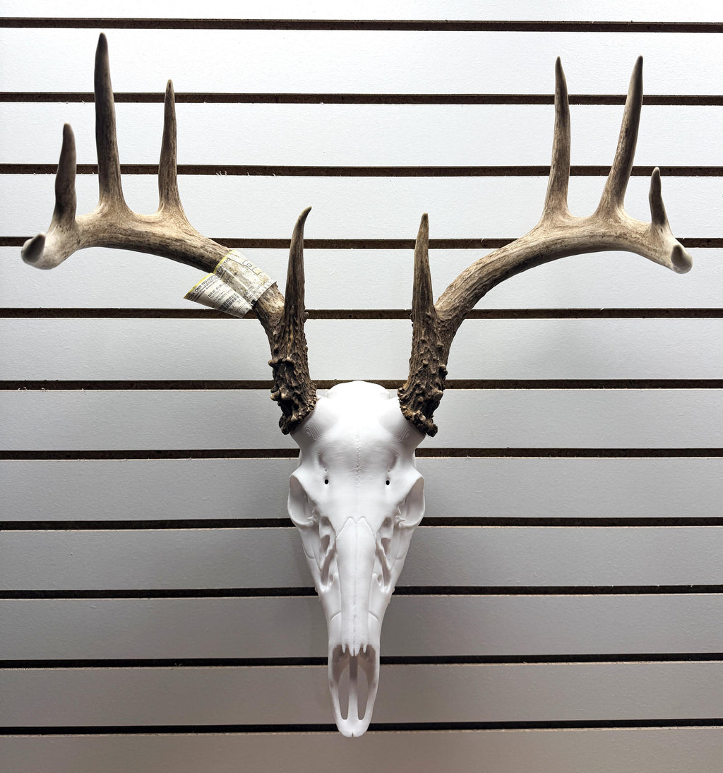 3D Printed Whitetail Deer Euro Mount | Multiple Sizes | Mount Shed Antlers