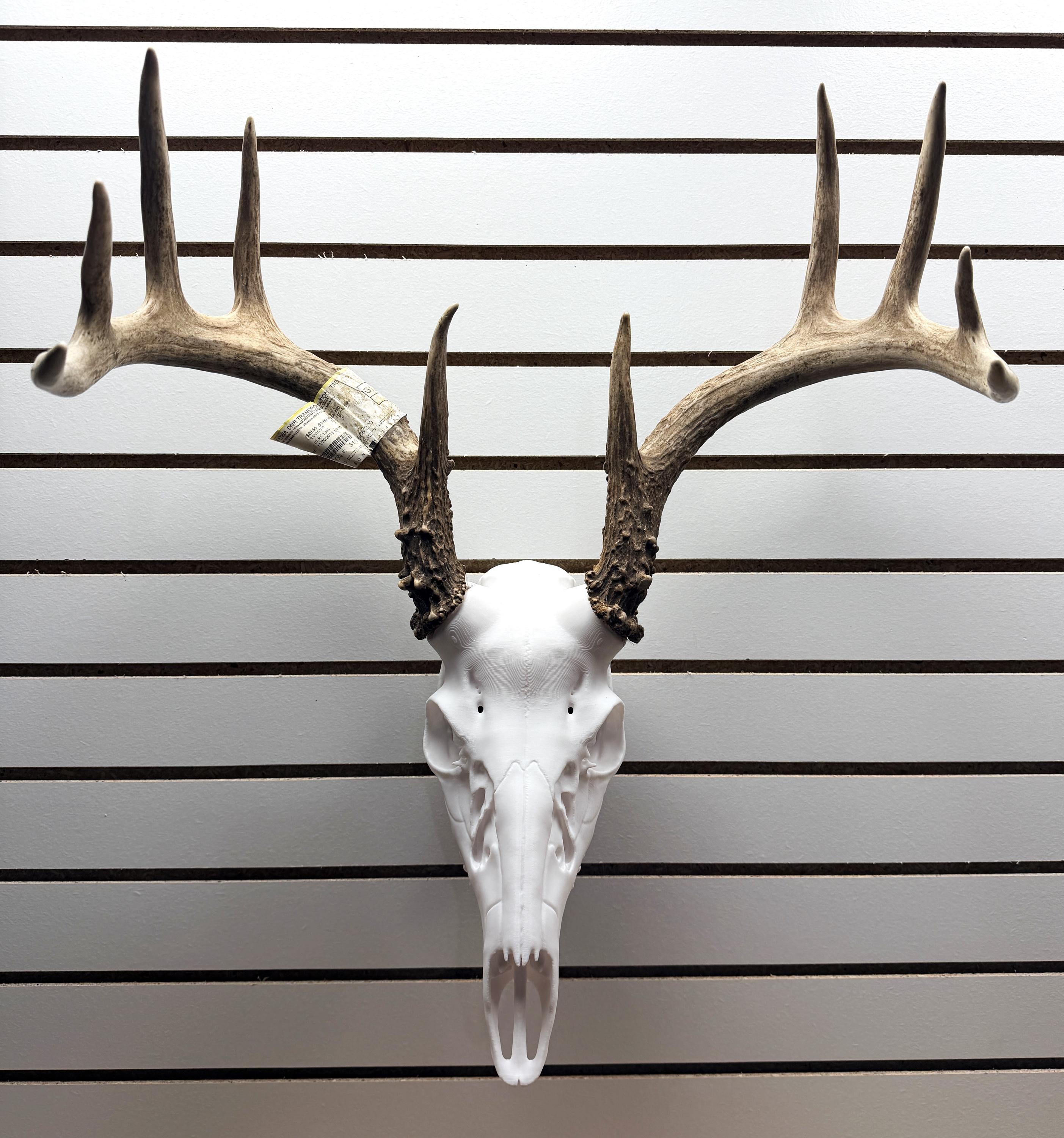 3D Printed Whitetail Deer Euro Mount | Multiple Sizes | Mount Shed Antlers
