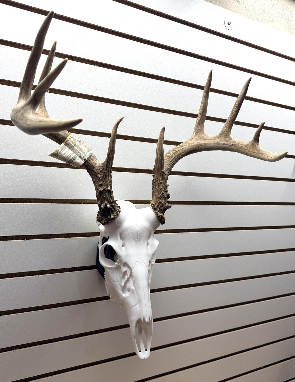 3D Printed Whitetail Deer Euro Mount | Multiple Sizes | Mount Shed Antlers