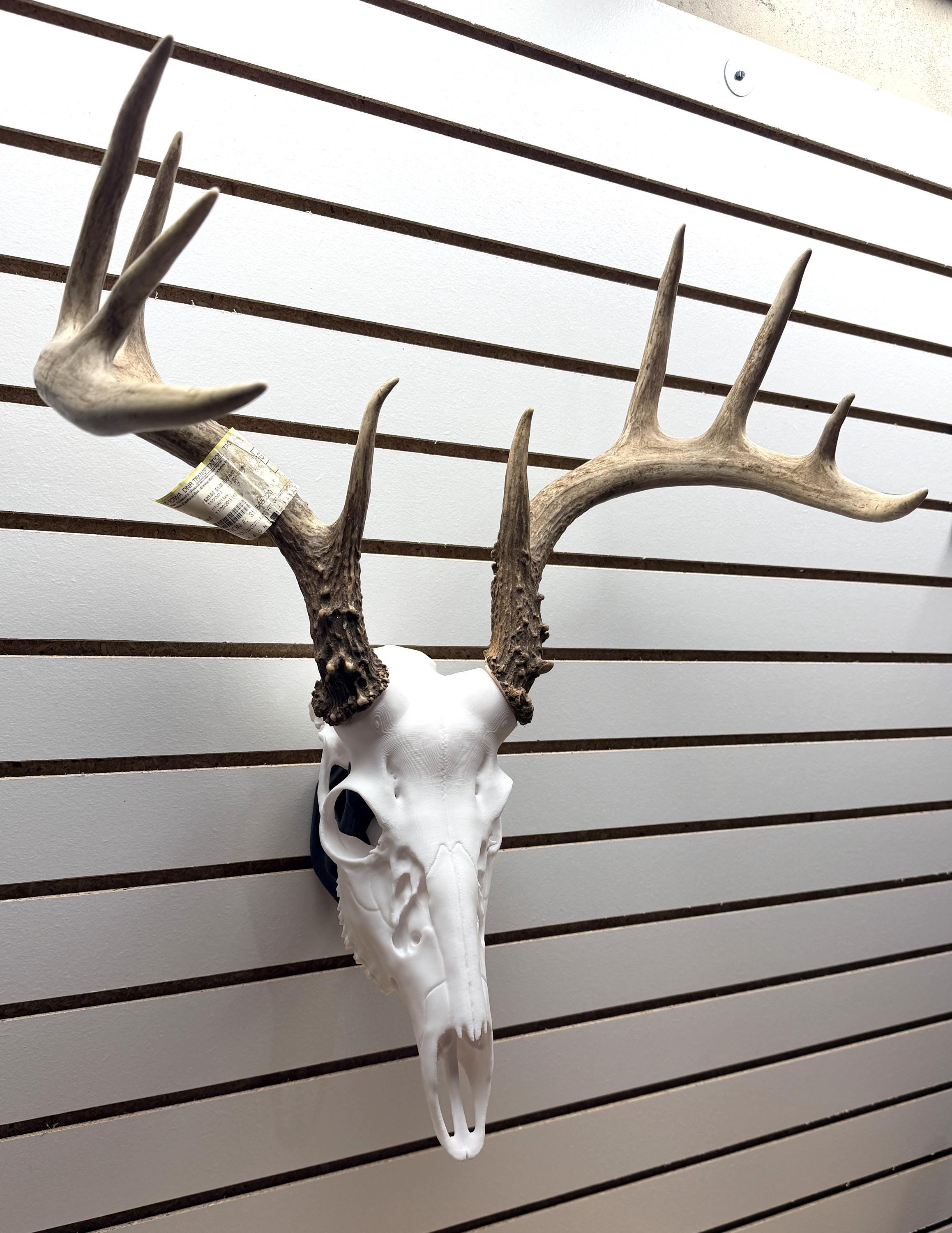 3D Printed Whitetail Deer Euro Mount | Multiple Sizes | Mount Shed Antlers